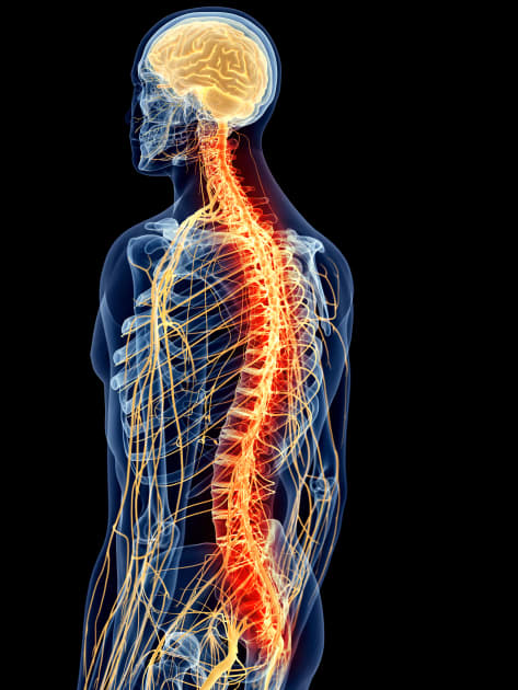 central nervous system - Psychology with Mister E